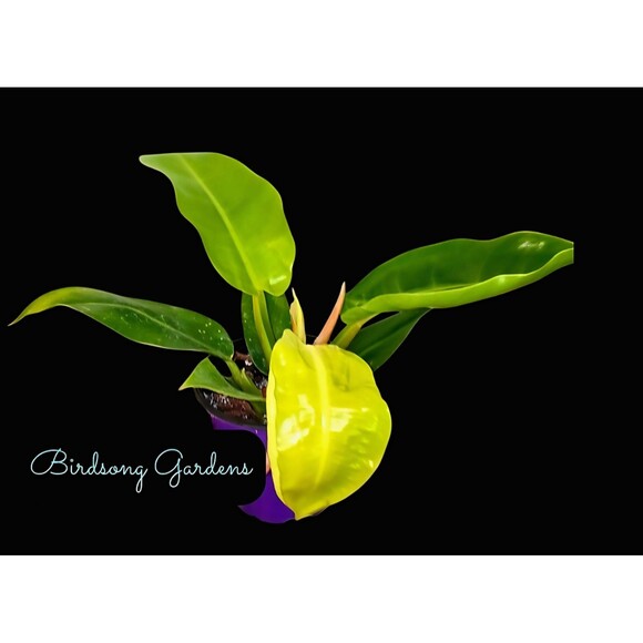 Philodendron Moonlight Rooted Plant 4" Pot - Picture 1 of 5